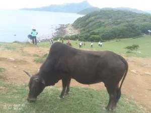 Morgan香港生活記事6 - 塔門島