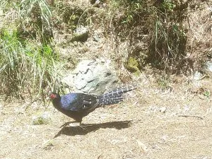 台中 大雪山 森林遊樂區