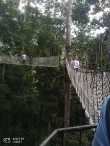 雲南 西雙版納 望天樹 熱帶雨林區