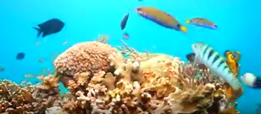 Philippines 菲律賓 長灘島 潛水初體驗