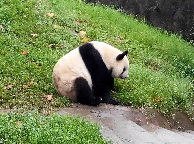 四川 成都、都江堰、熊猫基地、青城山