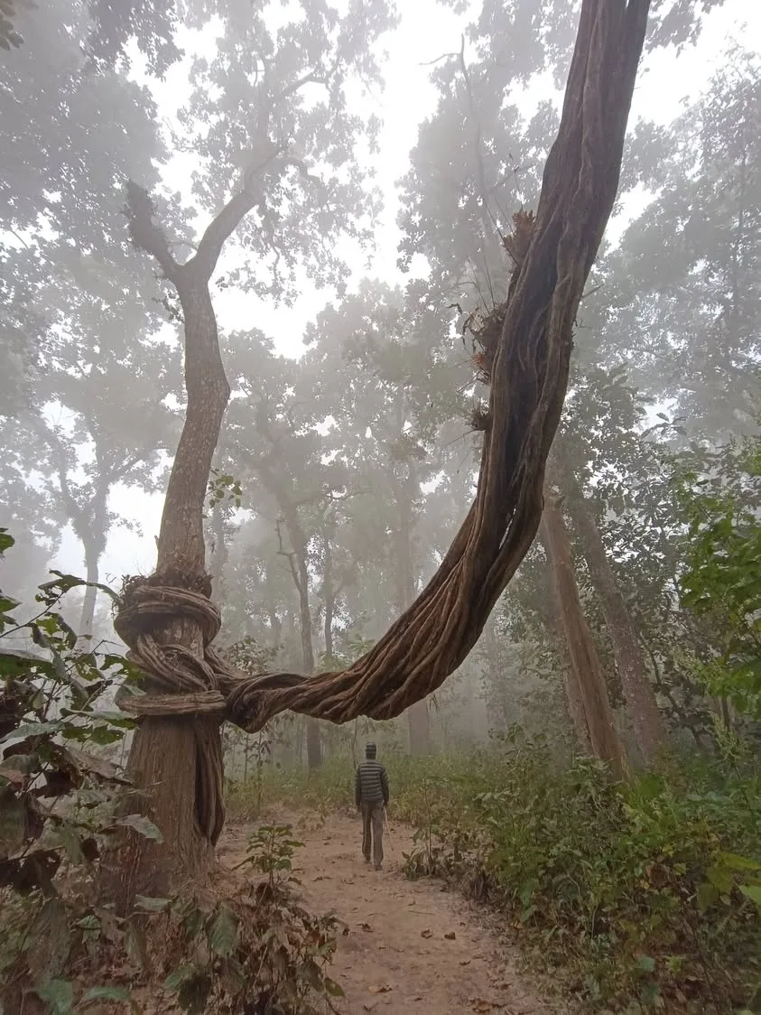 尼泊爾 奇特旺國家公園
