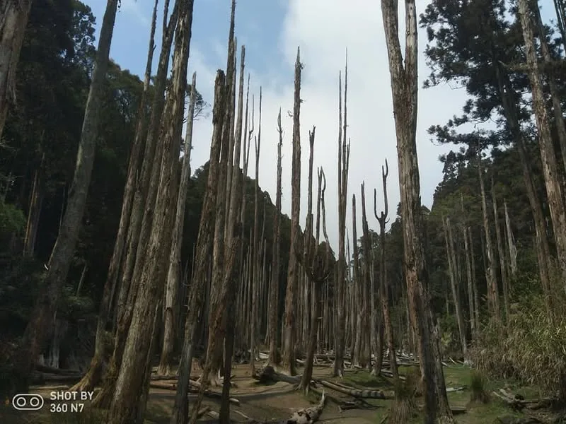 南投 忘憂森林、杉林溪、竹山鎮