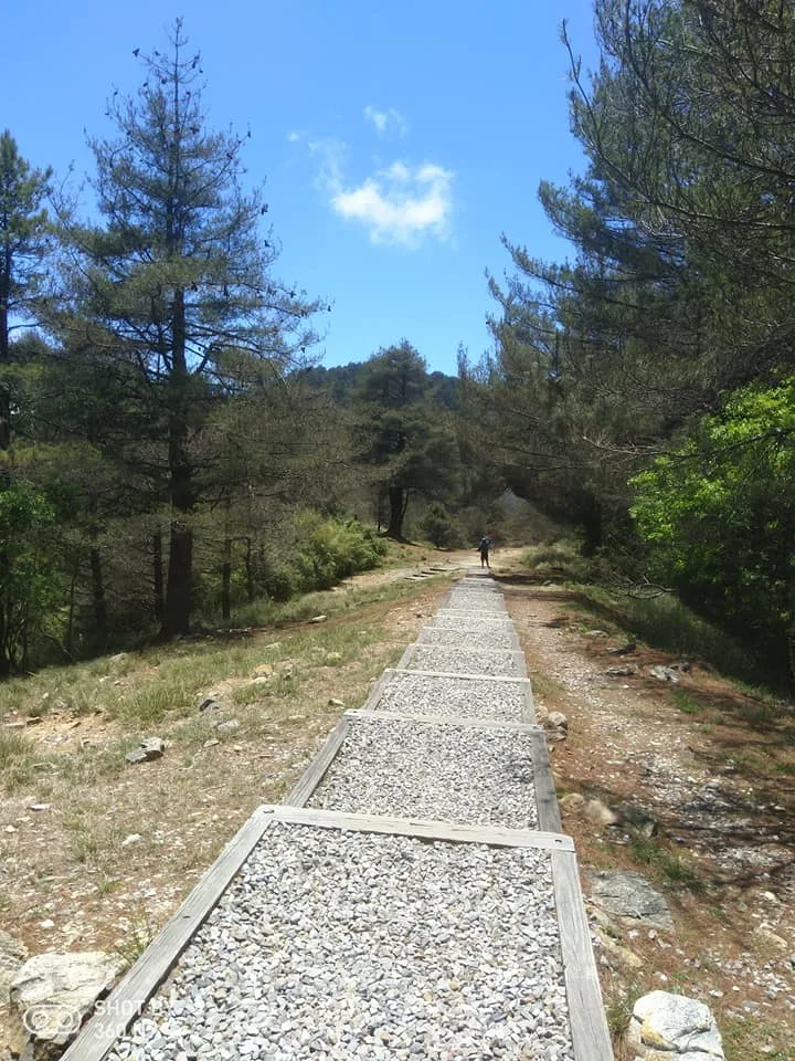 台中 大雪山 國家森林遊樂區