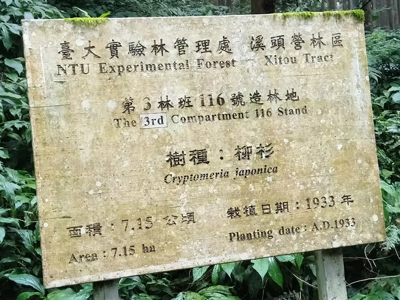 南投 溪頭風景區