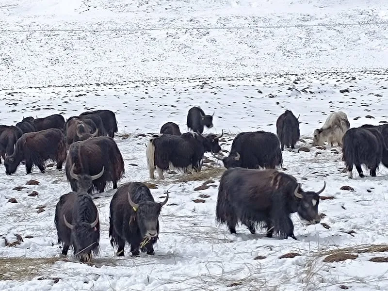 青海 塔爾寺、宗喀拉則、青海湖