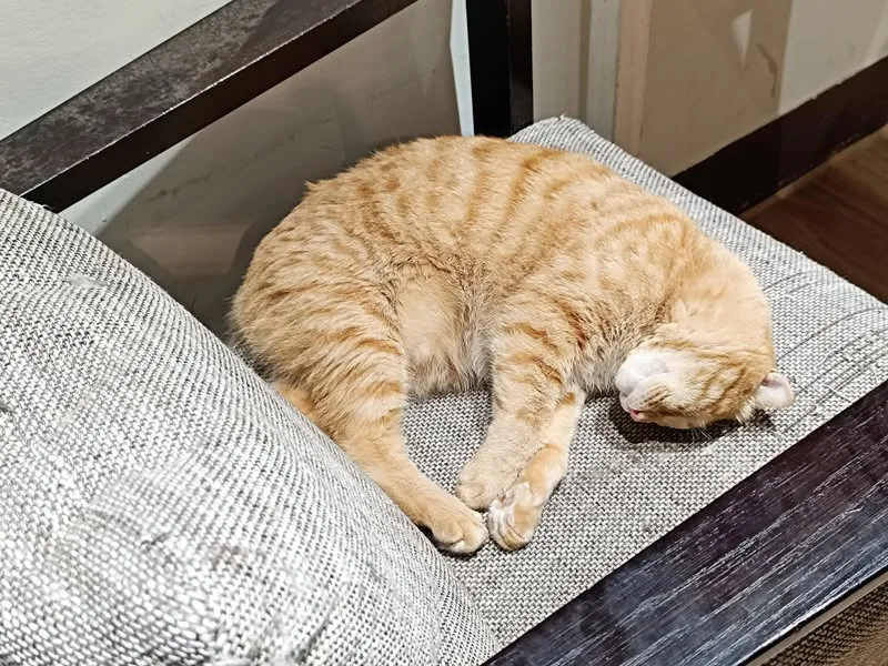 台中 健行路 森林小徑 簡餐