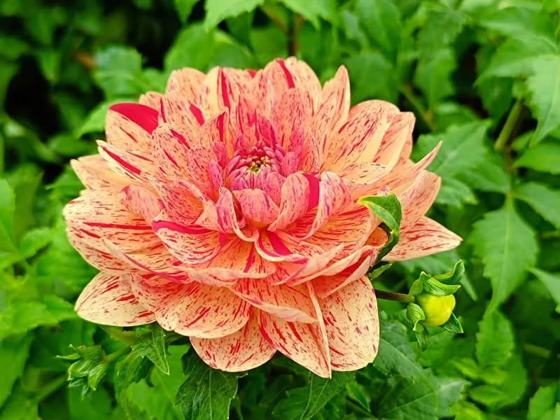 台北 士林官邸 菊展、寶清街 黑馬小廚(2訪)