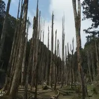 台灣 南投 忘憂森林、杉林溪、竹山鎮小吃 1