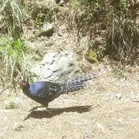 台中 大雪山 森林遊樂區 1