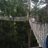 雲南 西雙版納 望天樹 熱帶雨林區 1