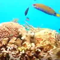 Philippines 菲律賓 長灘島 潛水初體驗