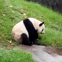 四川 成都、都江堰、熊猫基地、青城山