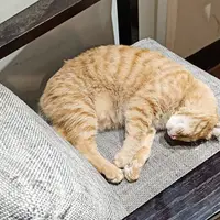 台中 健行路 森林小徑 簡餐 1