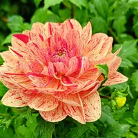 台北 士林官邸 菊展、寶清街 黑馬小廚(2訪) 1