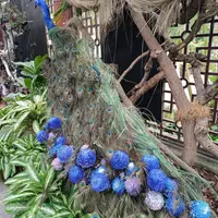 台北 士林官邸 菊展、寶清街 黑馬小廚(2訪) 5